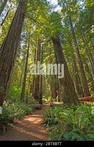 Sonne und Schatten auf dem Redwood Forest Trail im Jedididiah Smith Redwoods State Park in Kalifornien Stockfoto