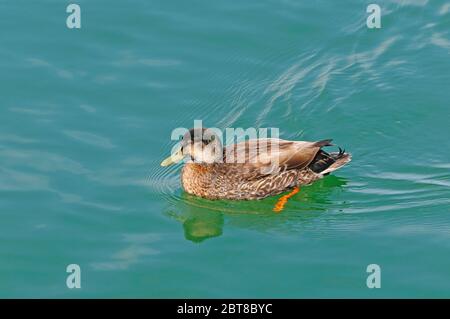 Unreife Mallard-Ente in einer Mündung nahe Okarito Beach, Neuseeland Stockfoto