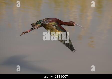 Ibis mit weißer Seite fliegt Stockfoto