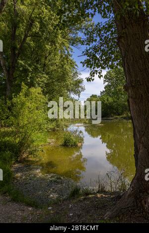 Landschaft am Fluss kleine Donau, Slowakei Stockfoto