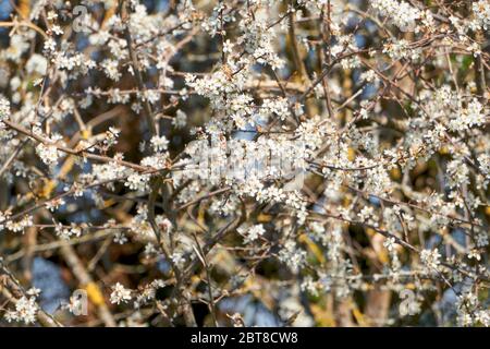 Prunus spinosa blüht an einem sonnigen Frühlingstag Stockfoto