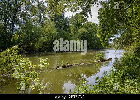 Landschaft am Fluss kleine Donau, Slowakei Stockfoto