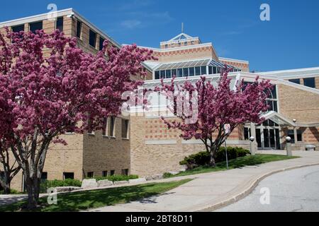 Krabbenapfelbäume in voller Blüte bei Dufferin-Peel Catholic District School Board, Mississauga, Ontario, Kanada Stockfoto