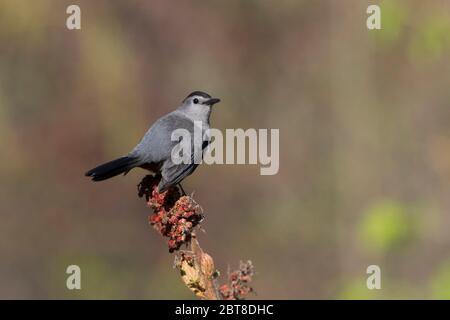 Der Graukatzenvogel (Dumetella carolinensis) Stockfoto