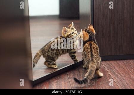 Niedliche neugierige bengalische Kätzchen, die in den Spiegel schauen Stockfoto