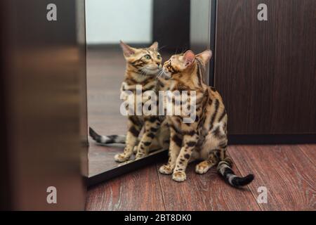 Nette neugierige bengalkatze, die in den Spiegel schaut Stockfoto