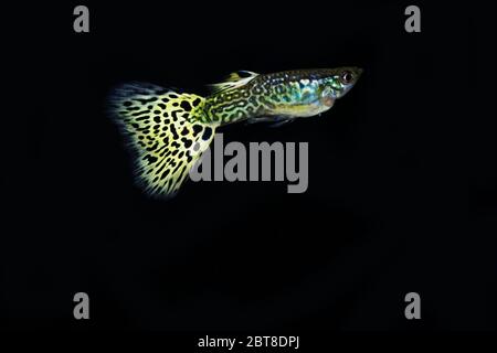 Schöne männliche Schlangenhaut Cobra guppy Stockfoto