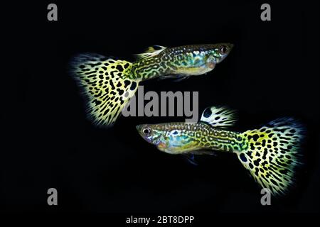 Schöne männliche Schlangenhaut Cobra guppy Stockfoto