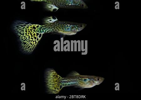 Schöne männliche Schlangenhaut Cobra guppy Stockfoto