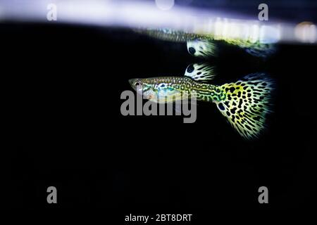 Schöne männliche Schlangenhaut Cobra guppy Stockfoto