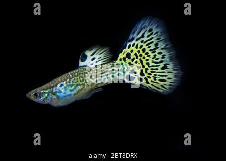 Schöne männliche Schlangenhaut Cobra guppy Stockfoto