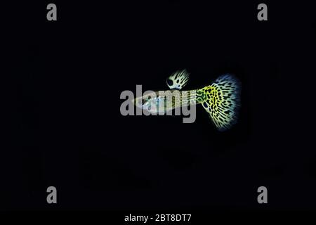 Schöne männliche Schlangenhaut Cobra guppy Stockfoto