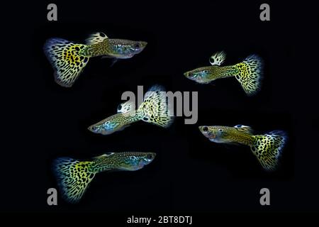 Schöne männliche Schlangenhaut Cobra guppy Stockfoto