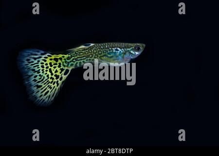 Schöne männliche Schlangenhaut Cobra guppy Stockfoto