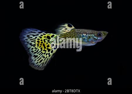 Schöne männliche Schlangenhaut Cobra guppy Stockfoto