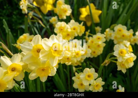Outdoor Blume Garten Bett mit gelb orange aperwhite Narcissus Blumen Stockfoto