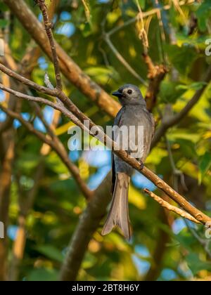 Ashy Drongo (Dicrurus leucophaeus) auf einem Zweig thront. Der Name Ashy kommt von der gräulich-aschigen Farbe seiner Federn. Stockfoto