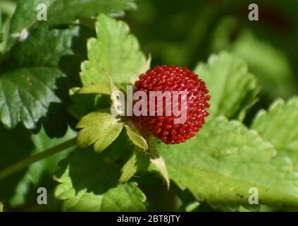 Die runde, leuchtend rote Frucht von Duchesnea indica, der Mock-Erdbeere, bedeckt mit winzigen Achenen. Stockfoto