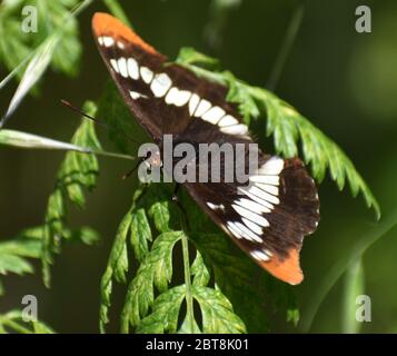 Lorquins Admiral (Limenitis lorquini), ein Mitglied der Unterfamilie Nymphalinae der Butteflies, thront auf einem Blatt, nahe Watsonville Slough. Stockfoto