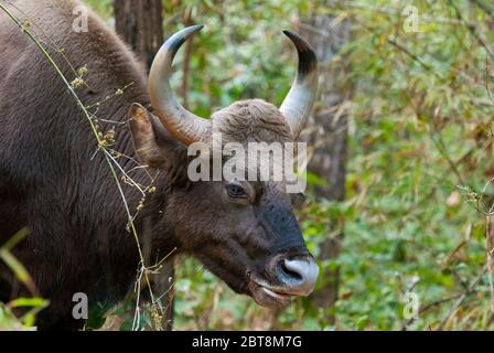 Gaur (Indischer Bison) ( Bos gaurus) Auflistung in Kanha National Park India Stockfoto