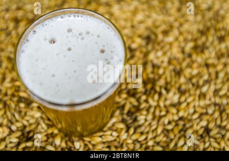 Glas Bier von oben mit Malz im Hintergrund Stockfoto