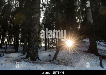 Die Sonne scheint durch dicke Waldbäume in der Winterstadt Pahalgam in Kaschmir Stockfoto