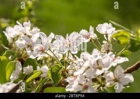 Blühende Zweig der Birne Baum Stockfoto