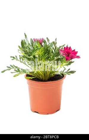 Rosa Gazania Pflanze in Blumentopf Stockfoto