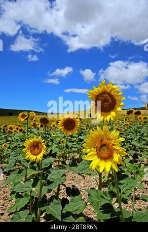 Sonnenblumenfeld auf dem Land, Medina Sidonia, Provinz Cadiz, Andalusien, Spanien, Europa. Stockfoto