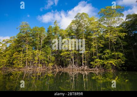 Panama-Landschaft mit Mangrovenwäldern im Coiba Island National Park, Pazifikküste, Provinz Veraguas, Republik Panama. Stockfoto