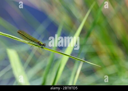 Weibchen schöne demoiselle damselfly auf Gras Stockfoto