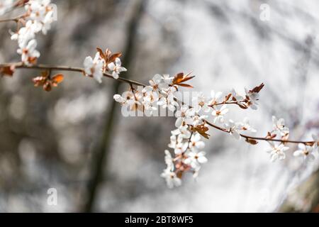 Kirschblüten verzweigen im Frühling in und außerhalb des Fokus. Schöne florale Frühling abstrakten Hintergrund der Natur. Kunstvoller Blütenbaum über der Natur Stockfoto