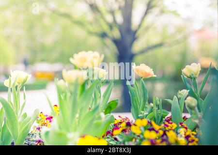 Erstaunliche Nahaufnahme Blick auf bunte gelbe Tulpe Blüte im Garten und grüne Graslandschaft unter natürlichem Sonnenlicht an sonnigen Sommer oder Frühlingstag Stockfoto