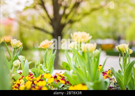 Erstaunliche Nahaufnahme Blick auf bunte gelbe Tulpe Blüte im Garten und grüne Graslandschaft unter natürlichem Sonnenlicht an sonnigen Sommer oder Frühlingstag Stockfoto