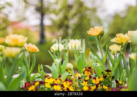 Erstaunliche Nahaufnahme Blick auf bunte gelbe Tulpe Blüte im Garten und grüne Graslandschaft unter natürlichem Sonnenlicht an sonnigen Sommer oder Frühlingstag Stockfoto