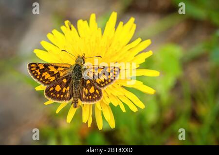 Nahaufnahme eines kleinen leuchtend orangen und braunen Schmetterlings, des karierten Skippers, mit ausgebreiteten Flügeln, die auf der gelben Löwenzahn-Blume sitzen. Stockfoto