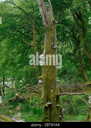 Hufpilz/Zunder-Pilz (Fomes fomentarius) auf einem toten Baum auf dem Weg zum schottischen Bergkorbett 'Meall an Fhudair' Glen Falloch, Schottland, Großbritannien. Stockfoto