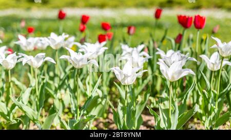 Weiße rote Tulpenblüten auf Hintergrund verschwommener Park- oder Gartenlandschaft Stockfoto