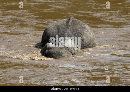 Ein Porträt des Elefanten, der das braune Wasser des Mara River überquert Stockfoto