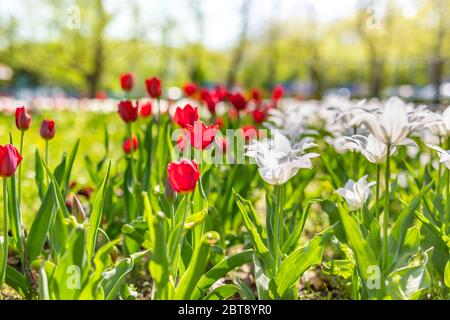 Weiße rote Tulpenblüten auf Hintergrund verschwommener Park- oder Gartenlandschaft Stockfoto