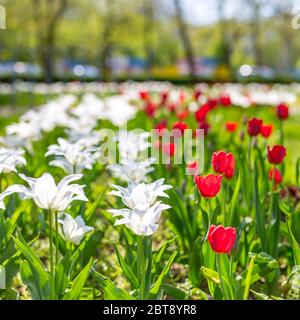 Weiße rote Tulpenblüten auf Hintergrund verschwommener Park- oder Gartenlandschaft Stockfoto
