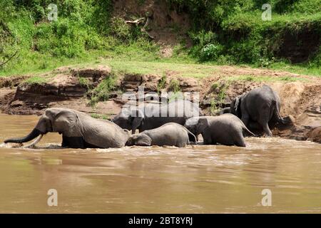 Eine Herde von Elefanten mit jungen Tieren durchquert das braune Wasser des Mara Flusses Stockfoto