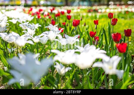 Schöne Frühlingsblumen, elegante weiße Tulpen und rot in Park- oder Gartenlandschaft. Erstaunliche Frühling Sommer Blumen Hintergrund. Sonnige verschwommene Natur Nahaufnahme Stockfoto