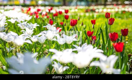 Schöne Frühlingsblumen, elegante weiße Tulpen und rot in Park- oder Gartenlandschaft. Erstaunliche Frühling Sommer Blumen Hintergrund. Sonnige verschwommene Natur Nahaufnahme Stockfoto