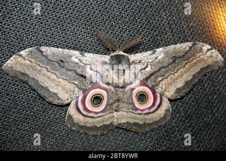 Schmetterling, Seidenspinner sitzt am Abend auf dem Zeltfenster Stockfoto