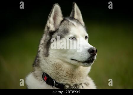 Ein sibirischer Husky, der stolz steht. Stockfoto