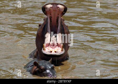 Ein Nilpferd mit weit geöffnetem Mund, ein junges Tier im Lesen, im braunen Wasser des Mara-Flusses Stockfoto