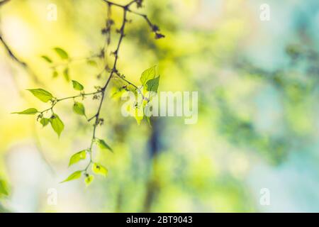 Frische und grüne Blätter am blauen Himmel. Schöne Nahaufnahme Natur Blick auf grüne Blatt auf verschwommenem Grün Hintergrund im Garten. Natürliche grüne Pflanzen Stockfoto