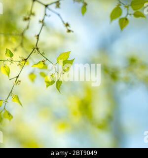 Frische und grüne Blätter am blauen Himmel. Schöne Nahaufnahme Natur Blick auf grüne Blatt auf verschwommenem Grün Hintergrund im Garten. Natürliche grüne Pflanzen Stockfoto