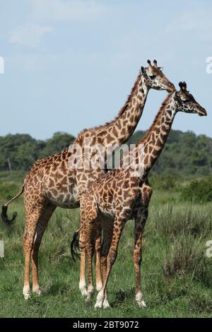 Maasai Giraffen in der grünen Savanne der kenianischen Masai mara mit blauem Himmel Stockfoto